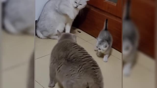 Cats funny fighting video..😸