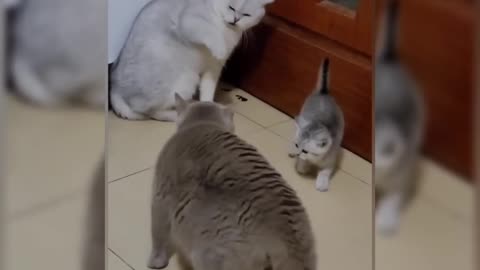 Cats funny fighting video..😸