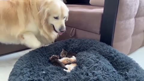 Golden Retriever and Kittens