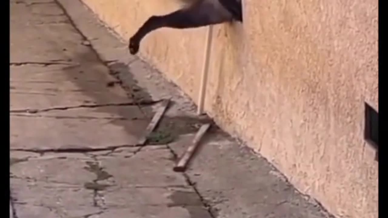 Funny dogs