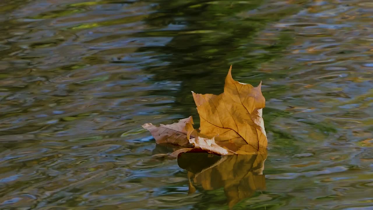 Sleepy Autumn Morning