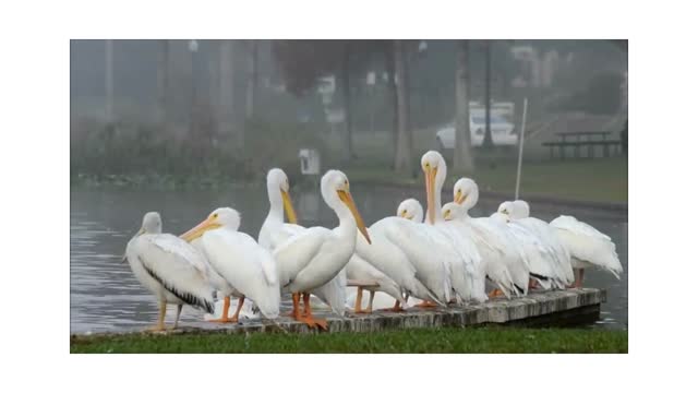 Ducks crowd in the watrer