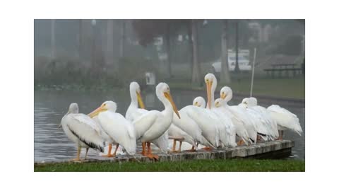 Ducks crowd in the watrer