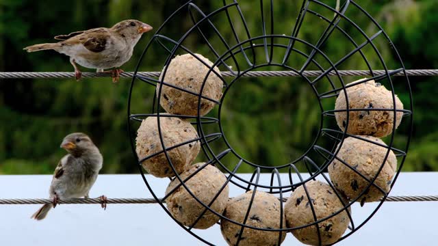 Cute bird sparrow feeding