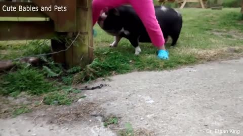 Funny ANIMALS video (12)