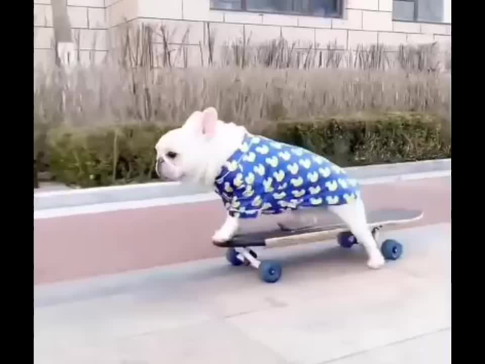 Smart dog playing skateboard so funny 2021