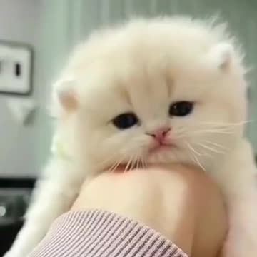 Cute Kittens Make You Awesome