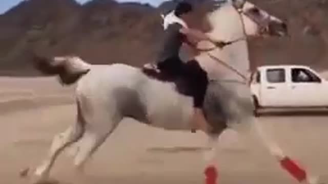 The speed of the arabian horse