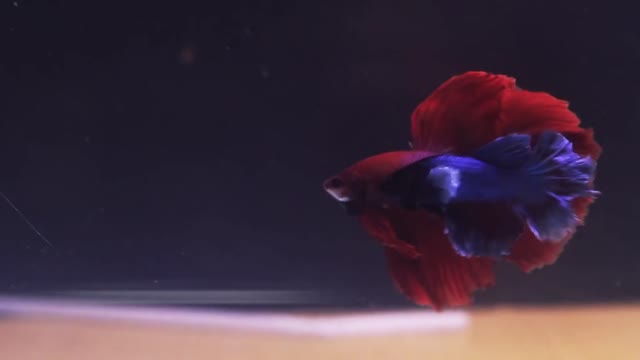 The Complete Betta Fish Life Cycle in 3 Minutes