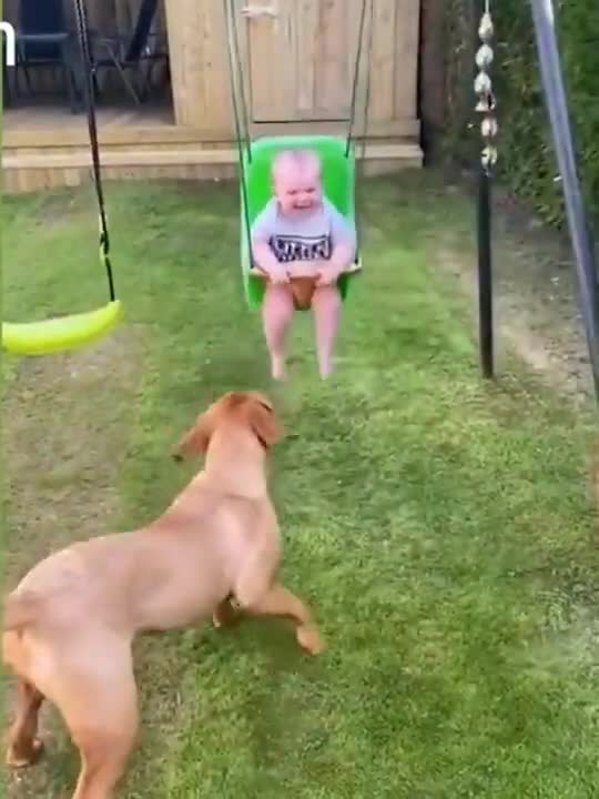 Beautiful Playing Video | Dogs and Babbies