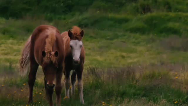 Horses playing and having fun