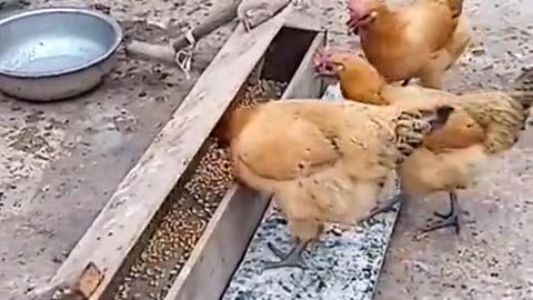 Hen funny video by rumble