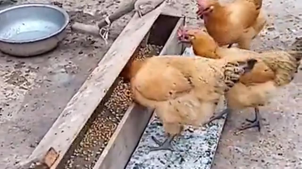 Hen funny video by rumble