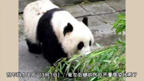 The story of a panda with amputation ～不幸截肢的熊貓，它堅強勵志的故事感動了我～