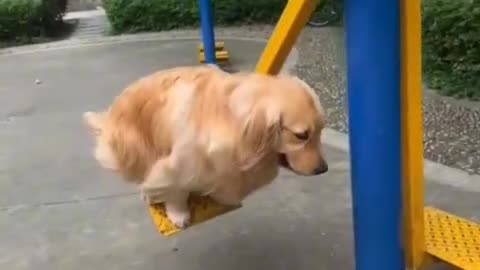 Nothing To See Here Just A Pup Having A Great Time 🤣Swinging!
