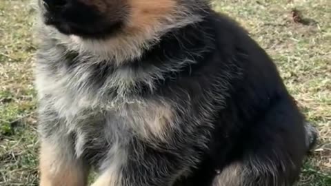 Cute Puppies Sitting Up