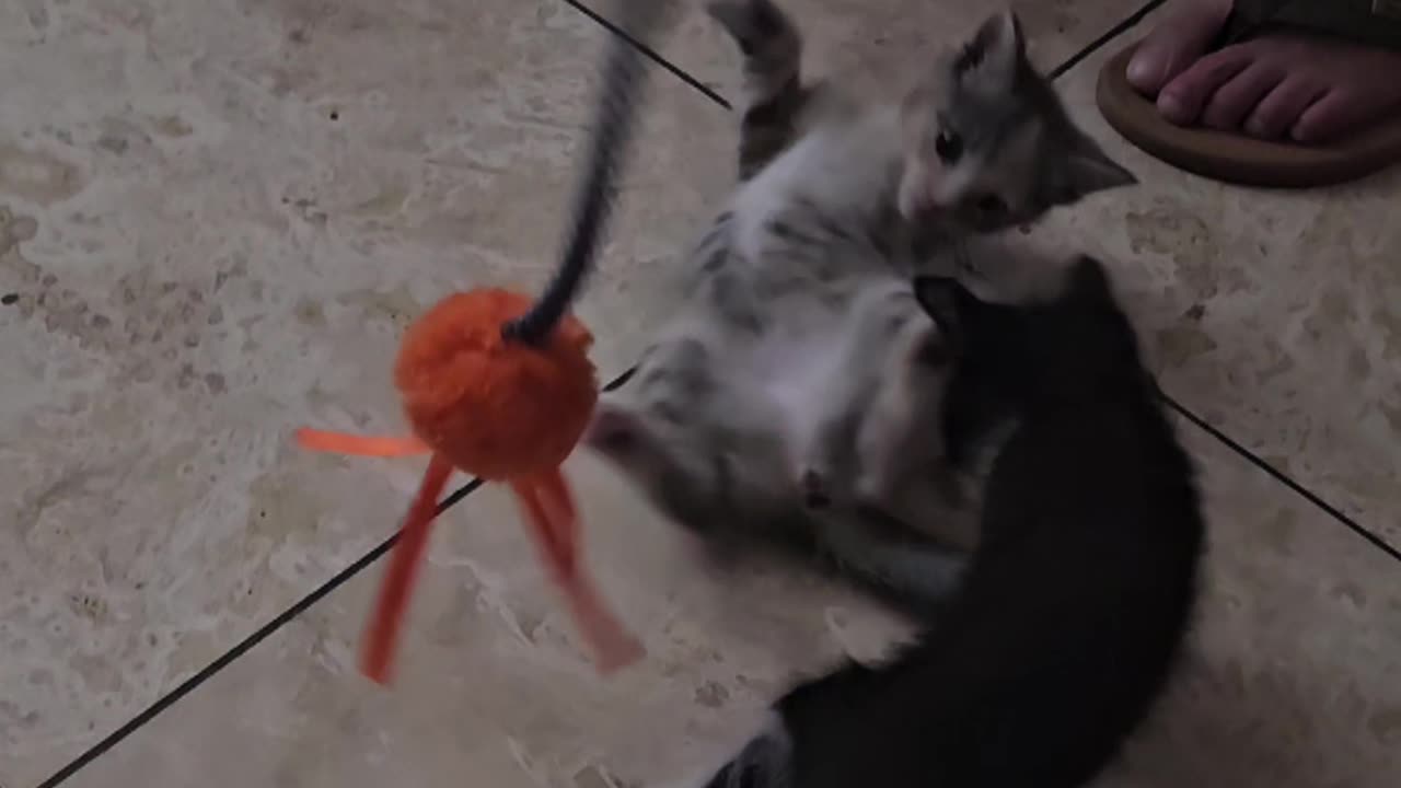 Playing kittens