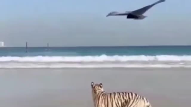 Tiger is flying from bird|