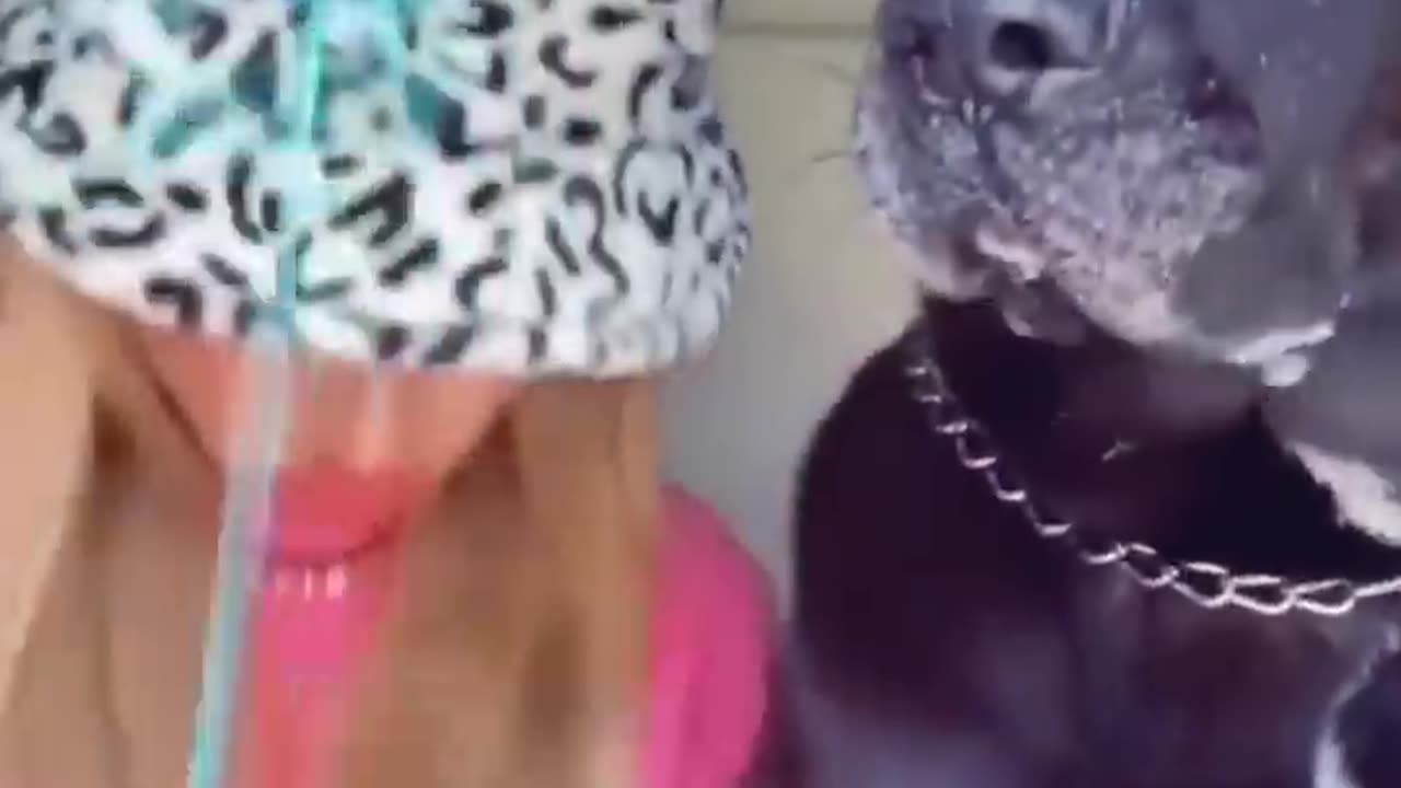 Funny Animal Video #22