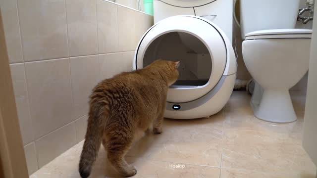 Space technologies, even humans don't have such a litter box for cats!