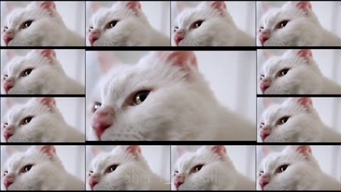 3 beautiful cat like follow share 😫🙏🙏💓