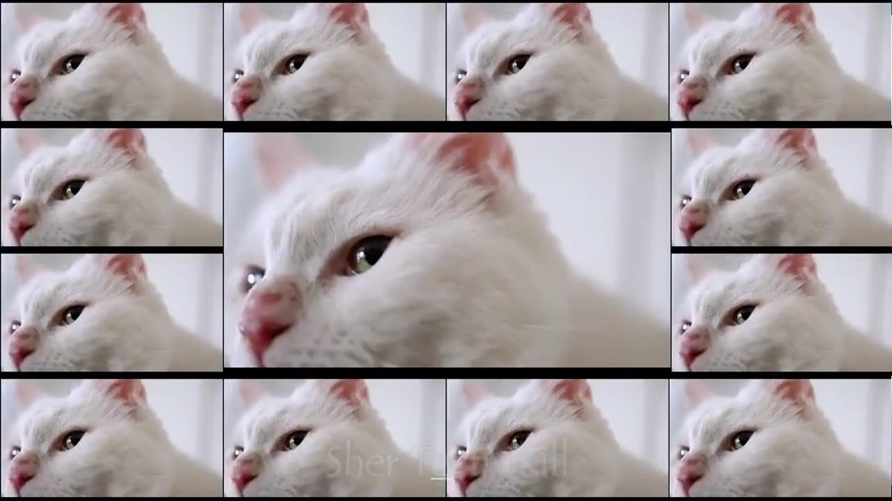 3 beautiful cat like follow share 😫🙏🙏💓