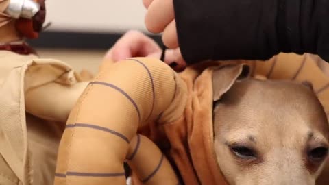 My Dogs Try On Halloween Costumes 2