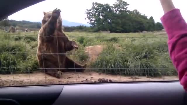 Polite bear waves hello - a waving bear