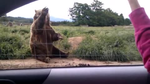 Polite bear waves hello - a waving bear