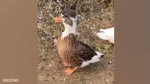 The Funniest 🦍 🦍 animals videos