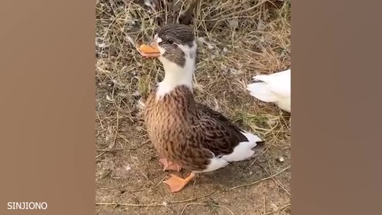 The Funniest 🦍 🦍 animals videos