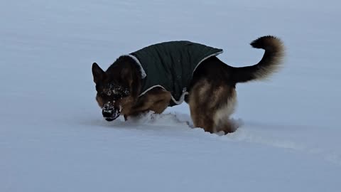 Virgil plays in snow.