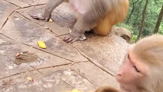 Monkey play with boys intresting video for fun#rumble