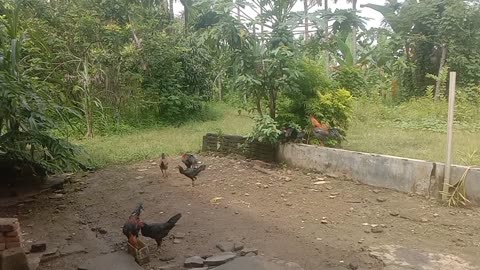 There are many chickens in my garden