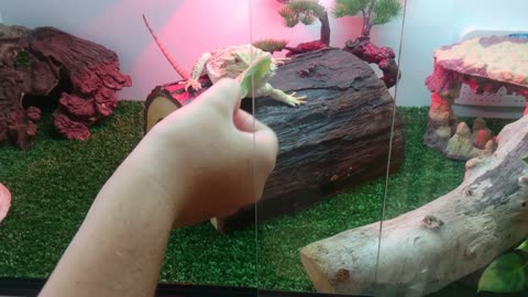 Baby Bearded Dragon Enjoying Leafy Greens!