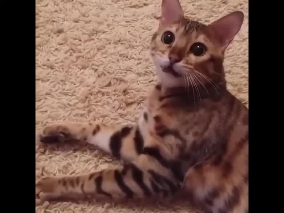 Funny Cats Compilation to laugh
