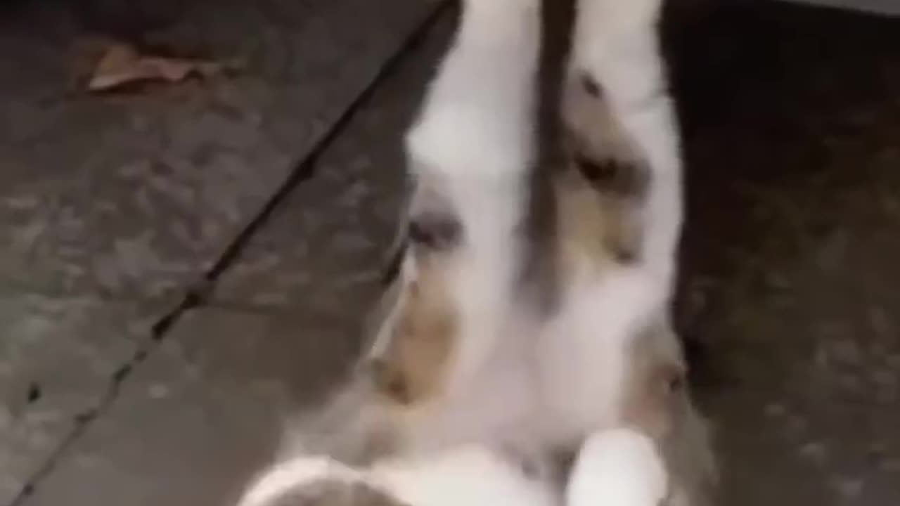 Happy and Funny Pet Video (Suppress Laughter)4
