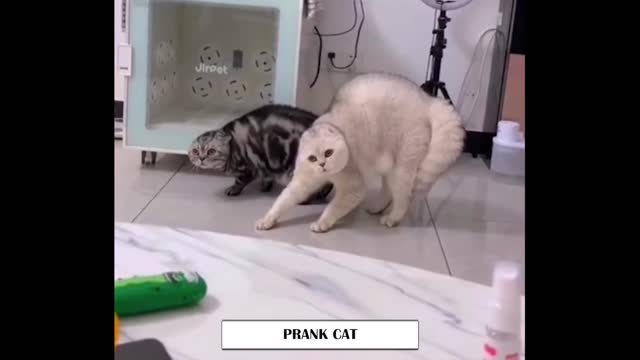 cat prank , so cute and so funny heheheh