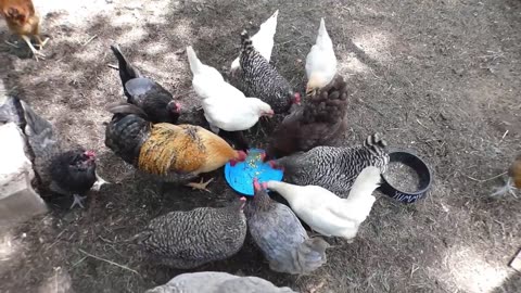 Chickens kill a can of corn.