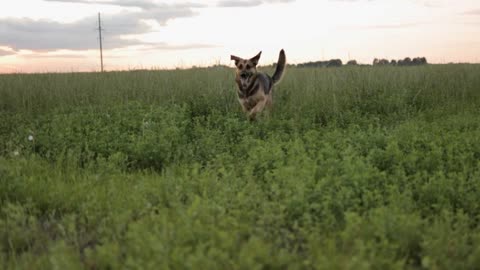 Dog running in the field