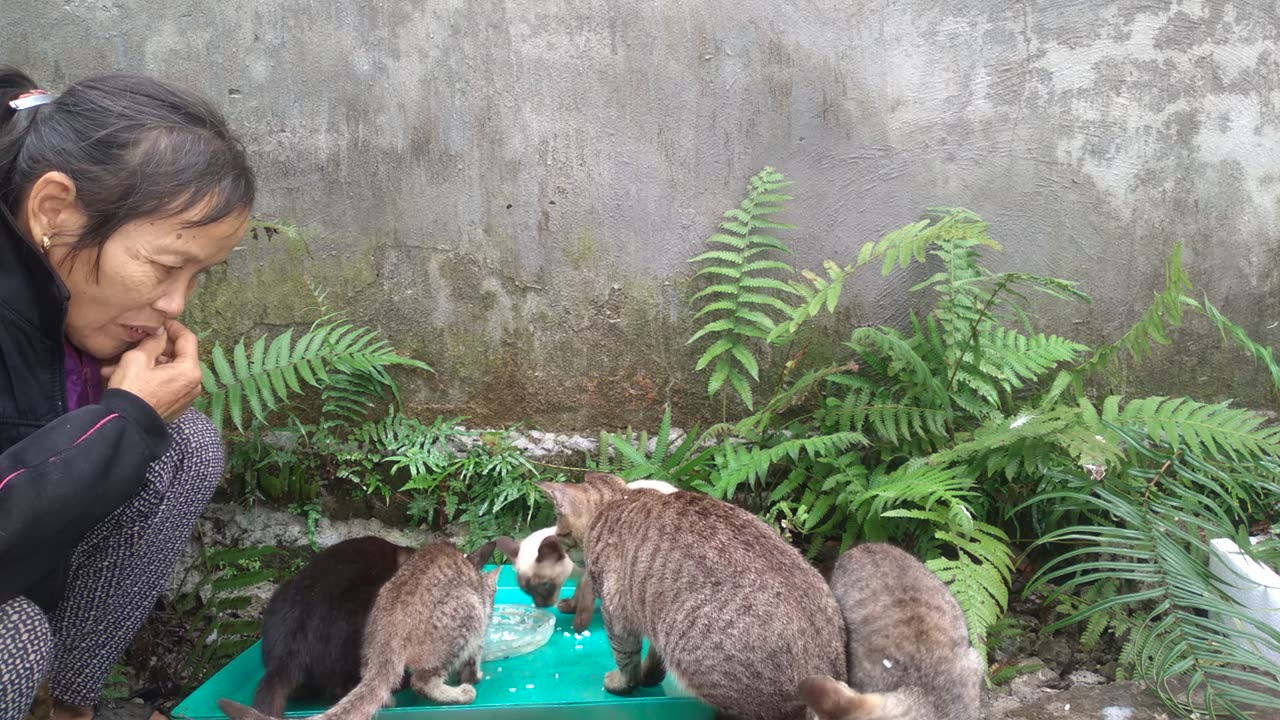 cat video cute