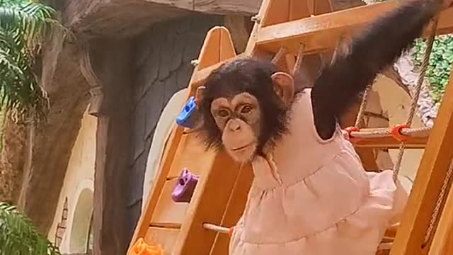 The baby chimp is so lively