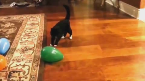 Funny scaredy cat