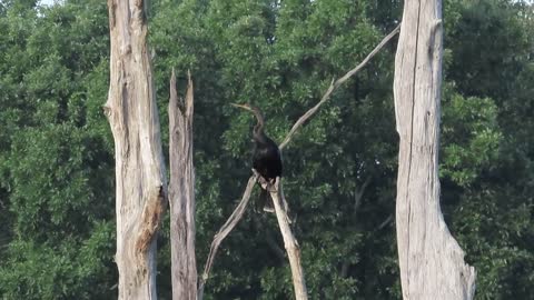 Anhinga Hanging Out