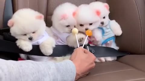 Cute dog puppy eating lolipop 🥺😊//cute dogs video