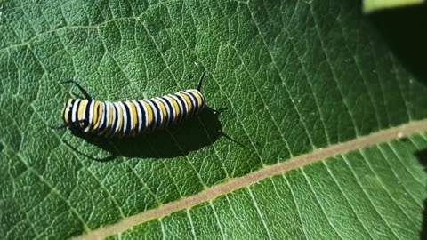 Monarch Butterfly Caterpillar