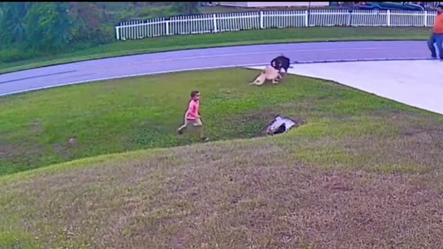 Kid's pet dog saves him from Street dog attacks 🔥🔥