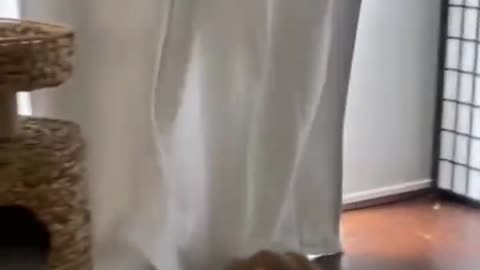 Funny Animals Reaction 🤣😂