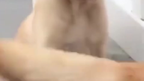 Fanny Dog Videos #Short #Viral #Dog
