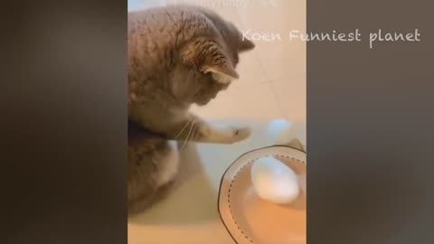 Cute Animal Videos #3